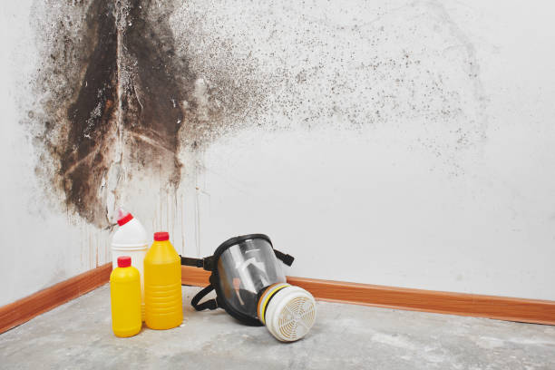 Trusted Annandale, NJ Mold Remediation Experts