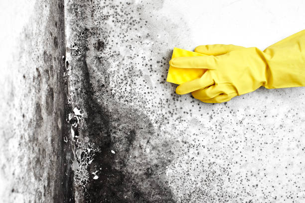 Best Bathroom Mold Remediation in Annandale, NJ