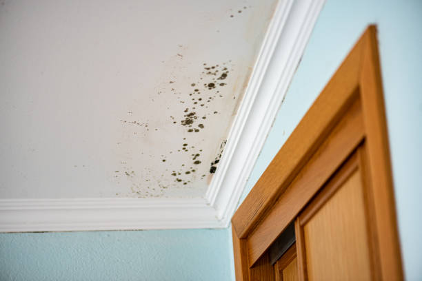 Best Kitchen Mold Remediation in Annandale, NJ