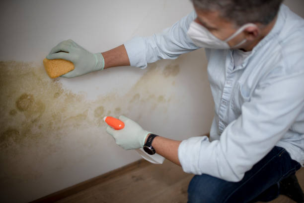 Best White Mold Remediation in Annandale, NJ