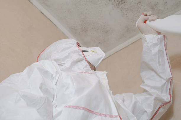 Best Mold Testing and Inspection Services in Annandale, NJ