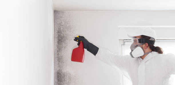 Best Attic Mold Remediation in Annandale, NJ