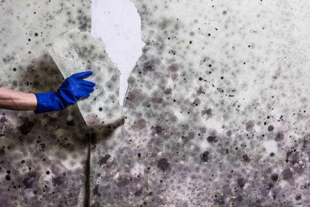 Best Insurance-Related Mold Remediation in Annandale, NJ