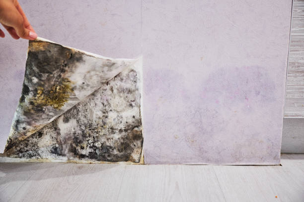 Best Basement Mold Remediation in Annandale, NJ